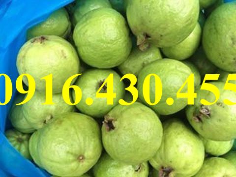Cây giống ổi  bốn mùa